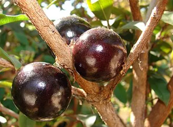Jaboticaba_Fruiting_Live_Plant