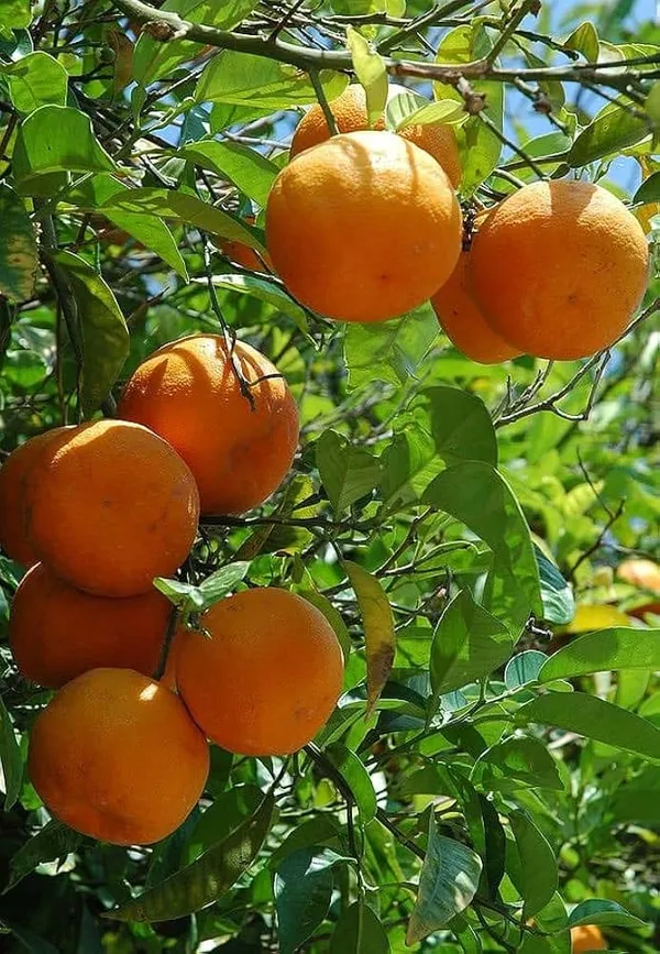 Darjeeling_Orange_Grafted_Live_Fruit_Plant