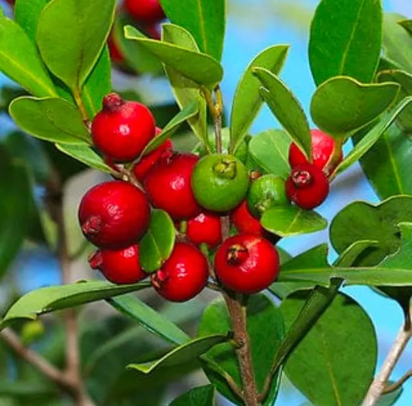 Red_Strawberry_Guava_Live_Plant_In_Nursery_Grow_Bag