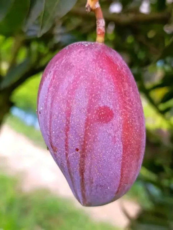 Miyazaki_Mango_Grafted_Live_Plant_Sapling_In_Grow_Bag