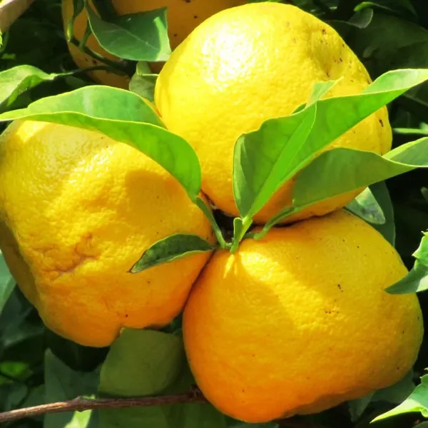 Valencia_Orange_Grafted_Citrus_Live_Plant