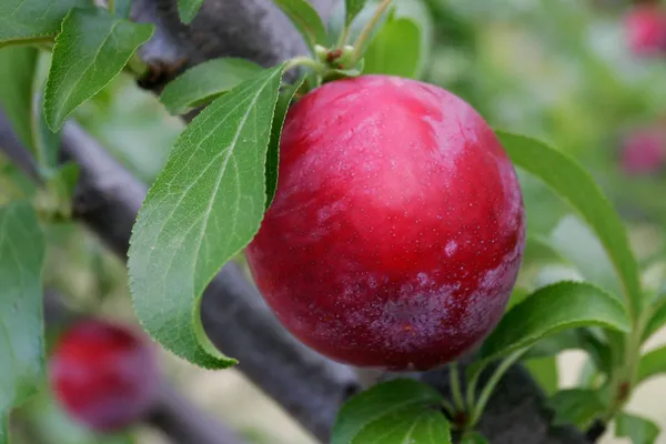 Red_Plum_Grafted_Fruiting_Live_Plant