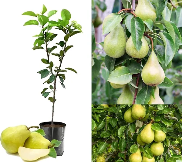 Pear_Fruit_Sapling_Live_Plant