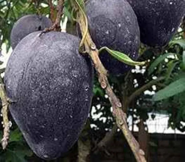 Kastur_Black_Mango_Grafted_Fruit_Bearing_Live_Plant