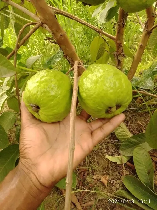 Thai_7_Guava_Grafted_Live_Fruit_Plant