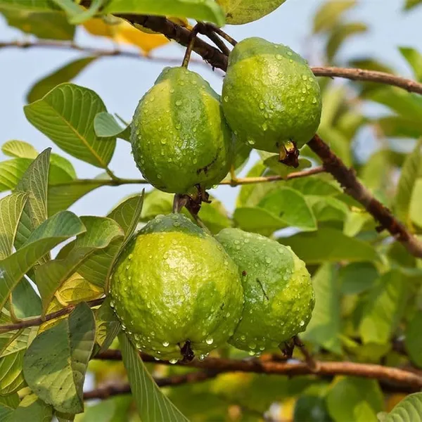 Khaja_Guava_Grafted_Live_Fruit_Plant
