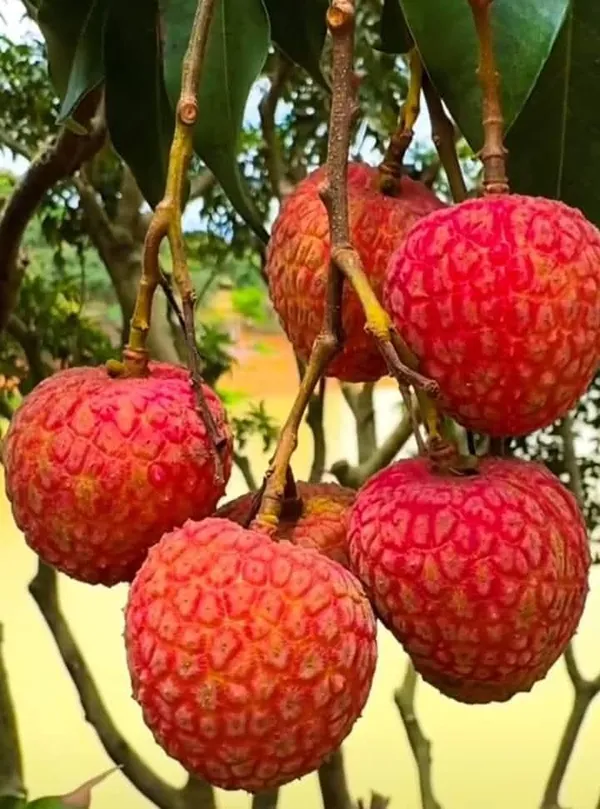 China_3_Lychee_Air-Layered_Live_Plant_Sapling