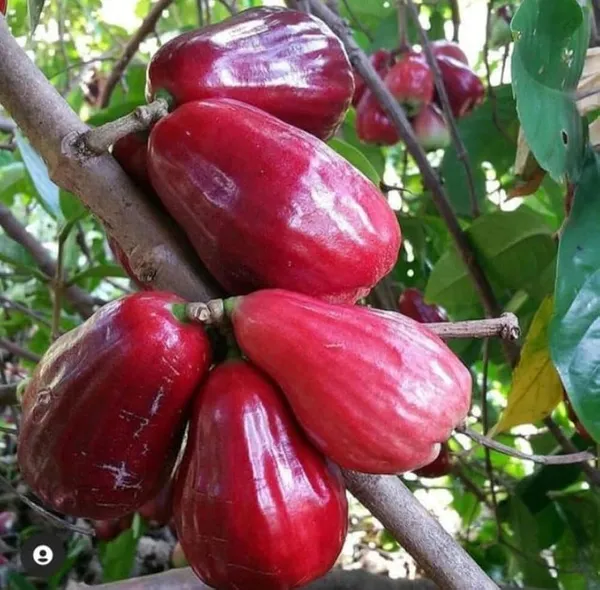 Dalhari_Red_Wax_Apple_Fruiting_Live_Plant