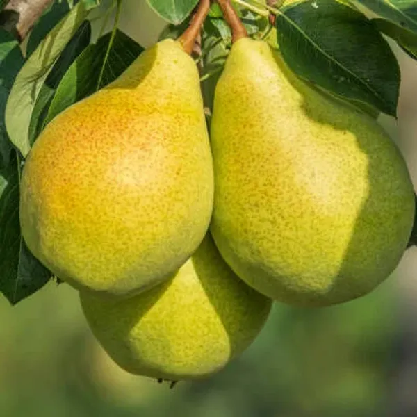 Pear_Fruit_Sapling_Live_Plant