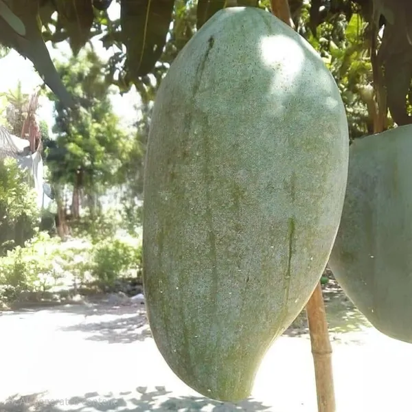 4_Kg_Variety_Mango_Grafted_Live_Plant_In_Grow_Bag
