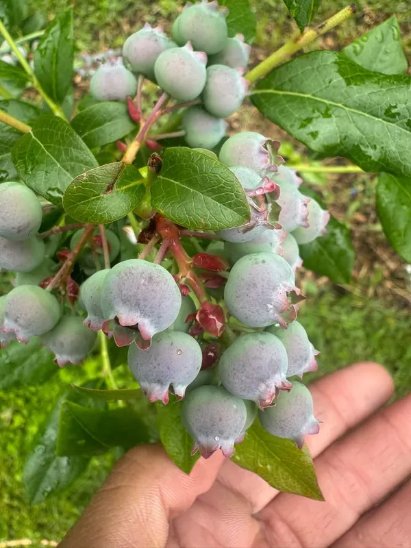 Blueberry_Fruit-Bearing_Live_Plant