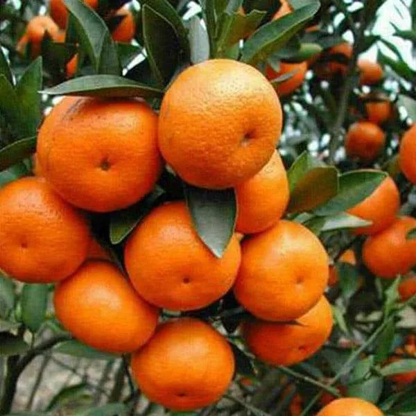 Satsuki_Orange_Grafted_Fruit_Bearing_Live_Plant