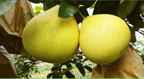 Pink_Flesh_Pomelo_Fruiting_Live_Plant