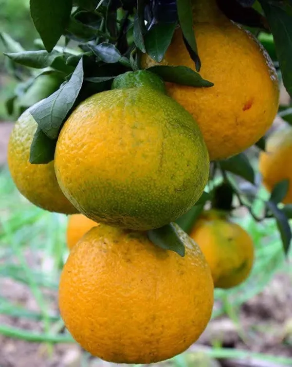 Decopon_Citrus_Grafted_Live_Fruit_Plant