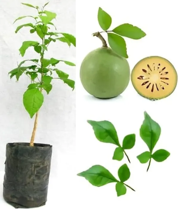 Thai_Bilva_Sapling_Live_Plant_In_Grow_Bag