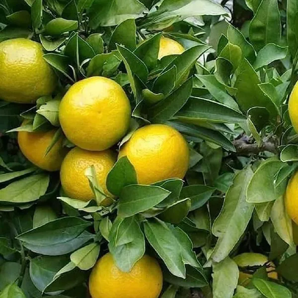 Orange_Fruit_Live_Plant_For_Home_Garden
