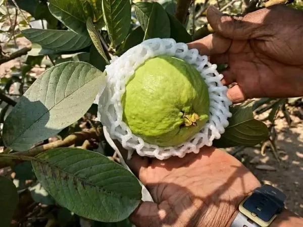 Vnr_Guava_Grafted_Fruit_Bearing_Live_Plant