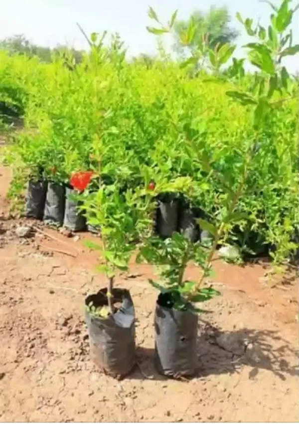 Ganesh_Pomegranate_Live_Fruit-Bearing_Plant