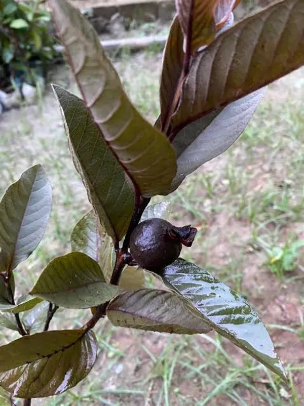 Black_Guava_Grafted_Live_Plant_For_Home_Garden