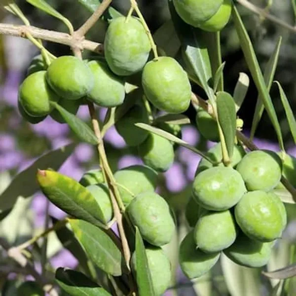 Sweet_Jalpai_Live_Fruit-Bearing_Plant