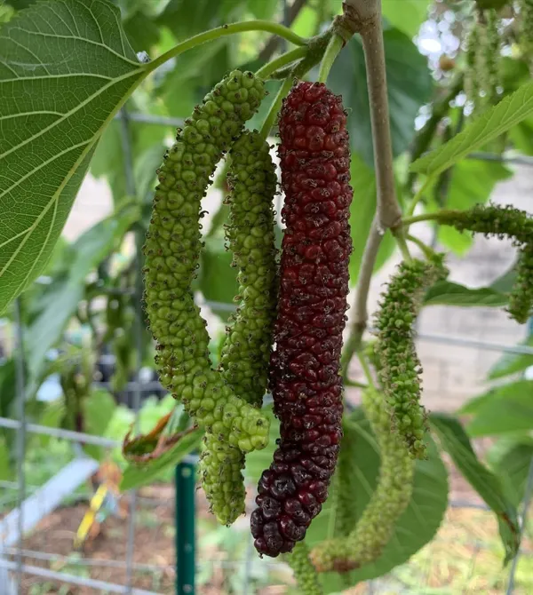 Brazilian_Mulberry_Fruit_Plant_Sapling_In_Polybag