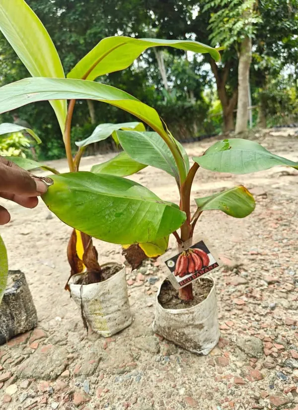 Red_Banana_Live_Plant_Sapling
