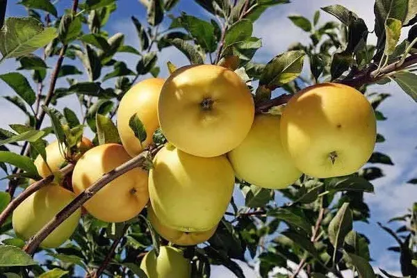 Golden_Apple_Live_Fruit-Bearing_Plant