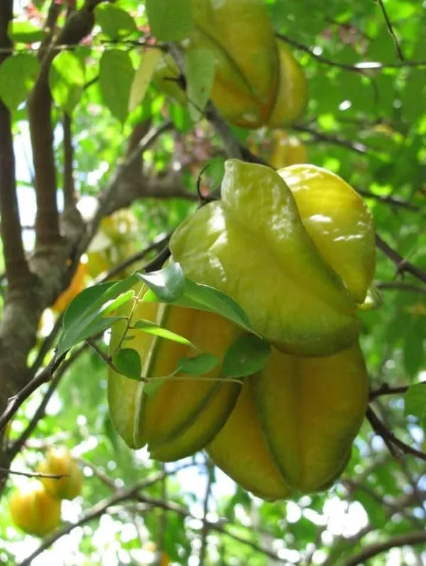 Thai_Sweet_Carambola_Star_Fruit_Grafted_Live_Plant