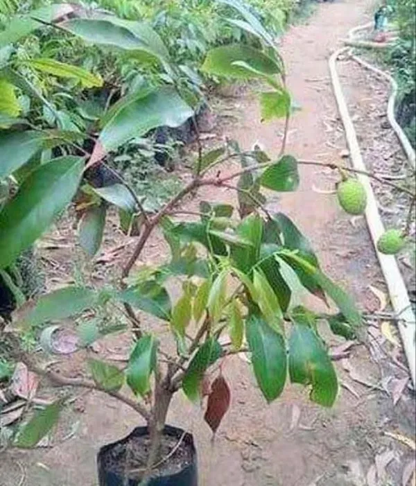 Bombay_Lychee_Air-Layered_Live_Fruit_Plant_Sapling