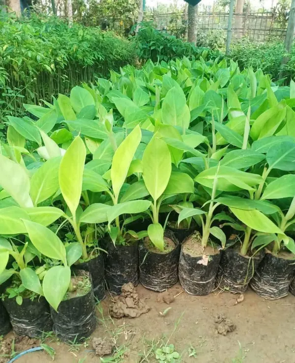 G9_Banana_Live_Plant_Sapling
