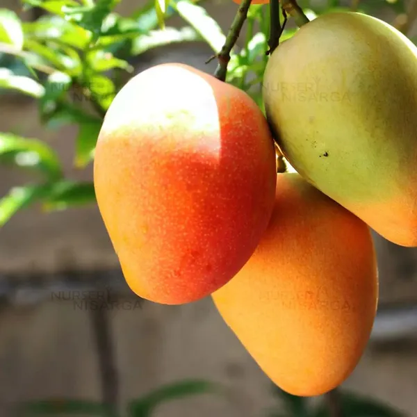 Bari_4_Mango_Grafted_Live_Plant_Sapling