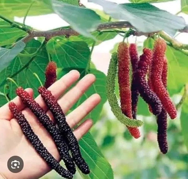 Brazilian_Long_Mulberry_Fruit_Plant_Sapling