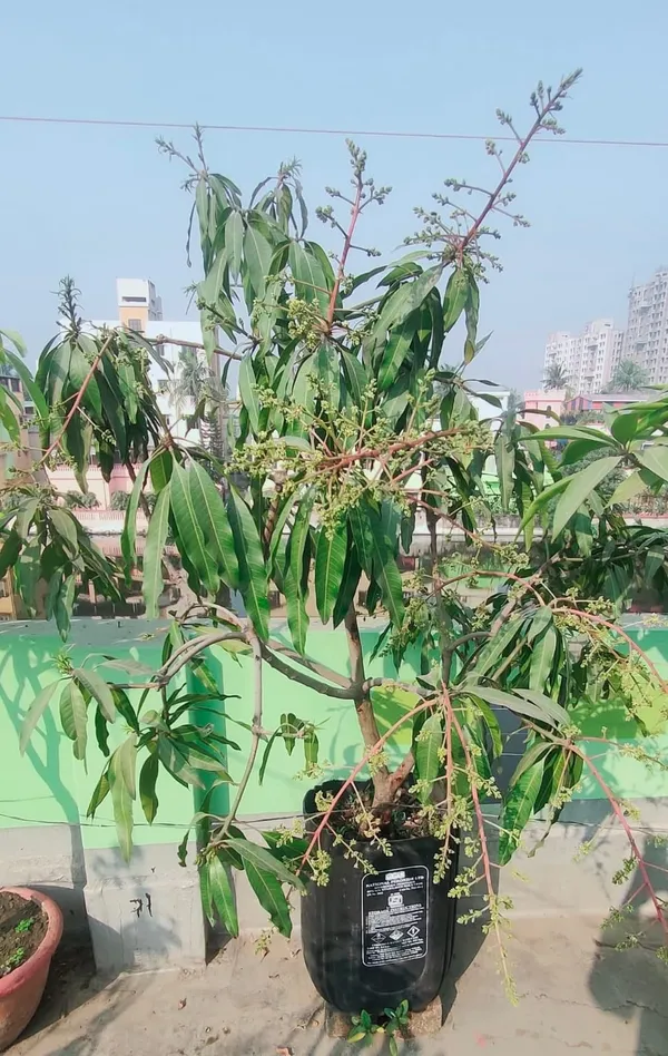 Nam_Doc_Mai_Mango_Grafted_Live_Plant