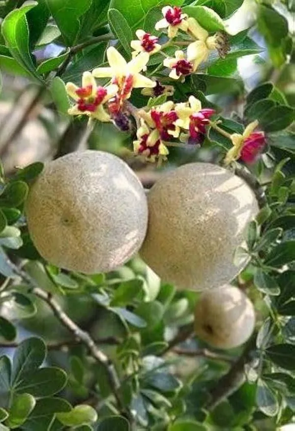 Wood_Apple_Kadbel_Fruiting_Live_Plant