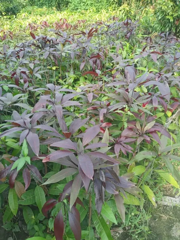 Kastur_Black_Mango_Grafted_Fruit_Bearing_Live_Plant