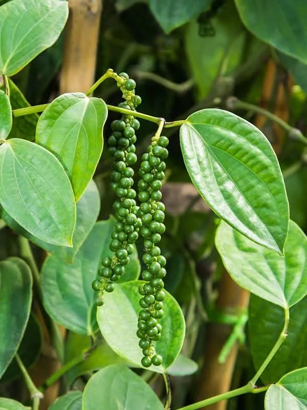 Black_Pepper_Vine_Live_Plant_For_Home_Garden