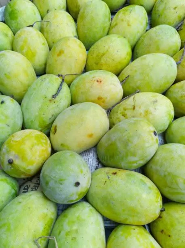 Langra_Mango_Grafted_Live_Plant_Sapling