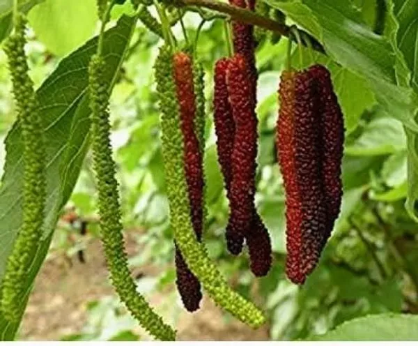 Brazilian_Long_Mulberry_Fruit_Plant_Sapling