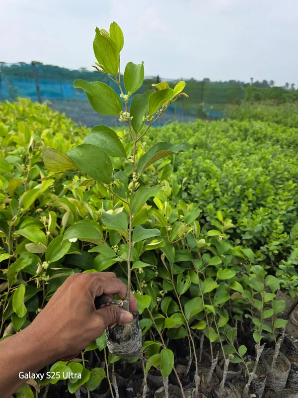 Thai_Green_Apple_Ber_Fruit_Bearing_Live_Plant
