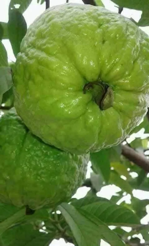 Thai_7_Guava_Grafted_Live_Fruit_Plant