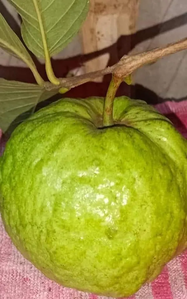 Thai_5_Guava_Live_Fruit_Plant_In_Grow_Bag