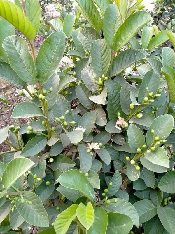 Thai_5_Guava_Live_Fruit_Plant_In_Grow_Bag