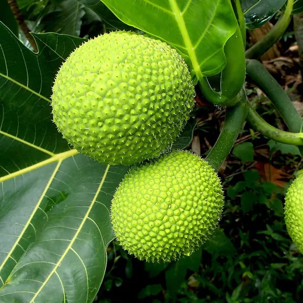 Breadfruit_Fruiting_Live_Plant