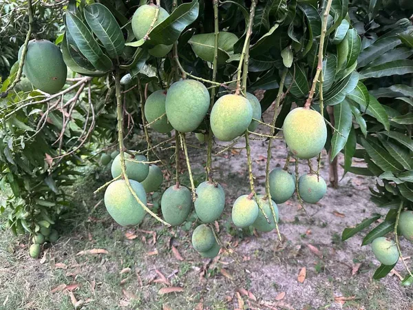 Himsagar_Mango_Grafted_Live_Plant_For_Garden