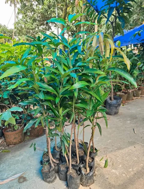 Miyazaki_Mango_Grafted_Live_Plant_Sapling_In_Grow_Bag