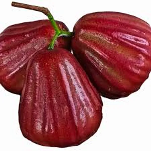 Dalhari_Red_Wax_Apple_Fruiting_Live_Plant