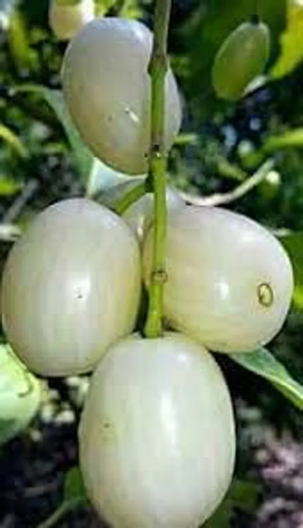 White_Jamun_Fruiting_Live_Plant