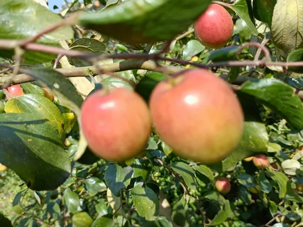 Apple_Fruit_Live_Plant_For_Home_Garden