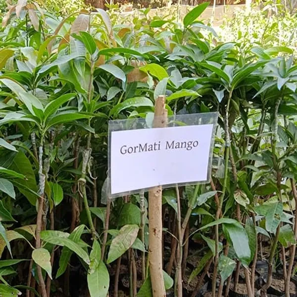 Gourmati_Mango_Grafted_Live_Fruit_Plant