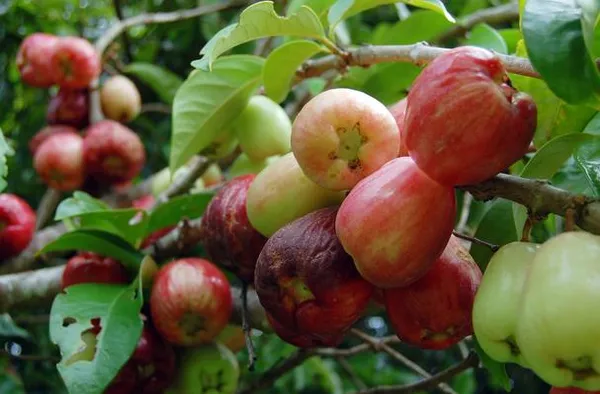 Wax_Apple_Live_Fruit_Plant_Sapling_In_Grow_Bag
